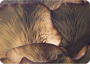Lion’s Mane (Hericium erinaceus)