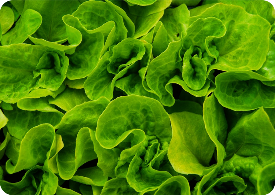 Folic Acid (Calcium-L-Methylfolate)